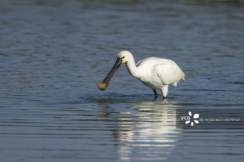 欧亚琵鹭：在浅水泻湖中觅食的成年鸟图片素材
