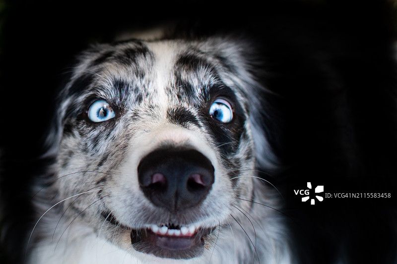 有趣的狗脸图片素材