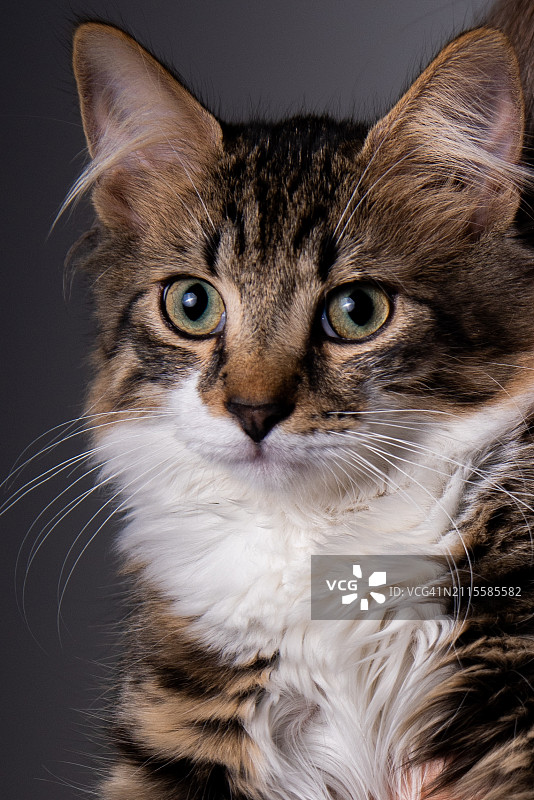 猫咪之美图片素材