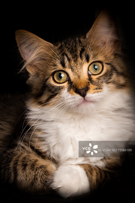 小猫的凝视图片素材