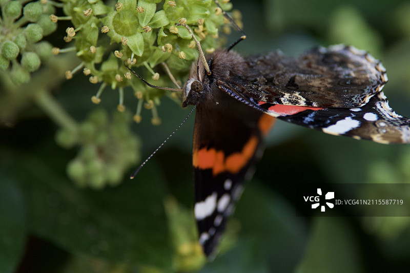 蝴蝶特写图片素材