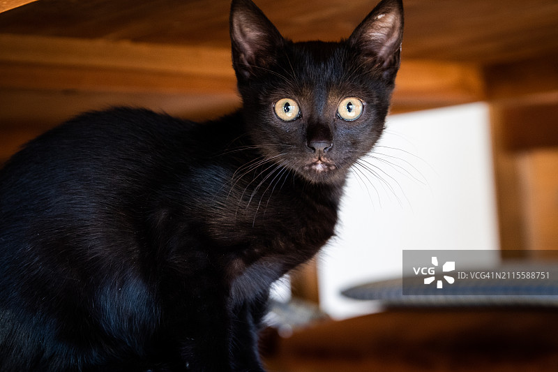 惊讶的小猫图片素材