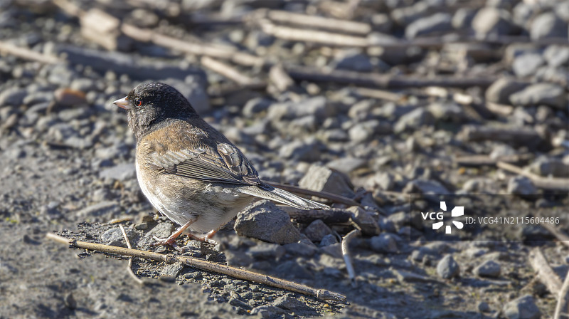 2024年2月10日俄勒冈州暗灰灯草雀006图片素材