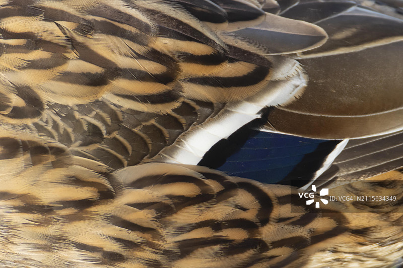 绿头鸭成年雌鸭翅膀羽毛特写，英格兰萨福克图片素材