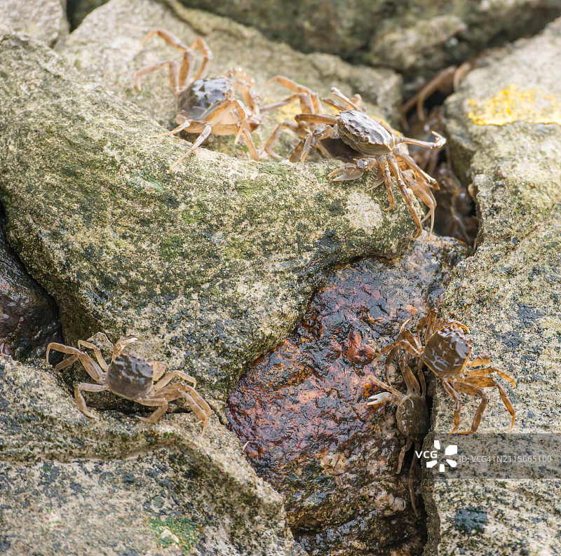 大量中华绒螯蟹（俗称大闸蟹）幼蟹在河岸边迁移图片素材