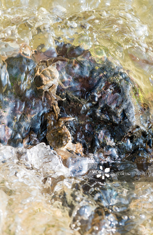 中华绒螯蟹（俗称：河蟹，大闸蟹）图片素材