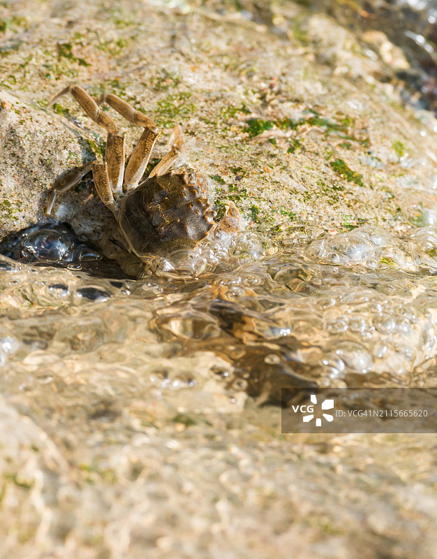 中华绒螯蟹（Eriocheir sinensis），入侵物种，幼蟹附着在混凝土护岸上图片素材
