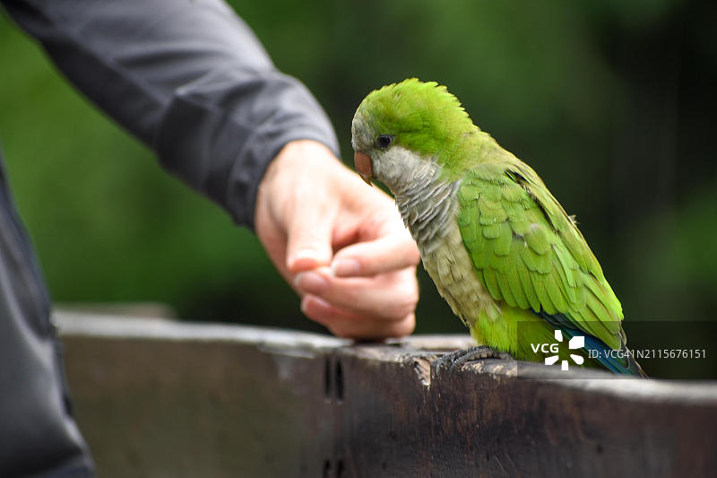 和尚鹦鹉在阿根廷布宜诺斯艾利斯公园里从手中取食图片素材