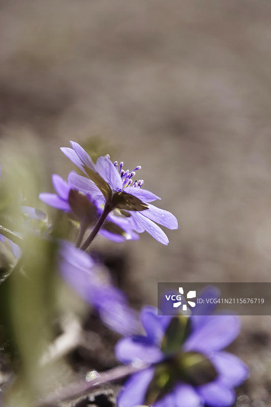 欧洲德国三月的白花地钱图片素材