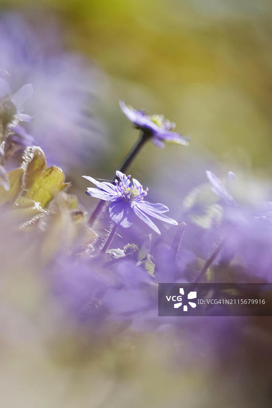欧洲德国三月的白花地钱图片素材
