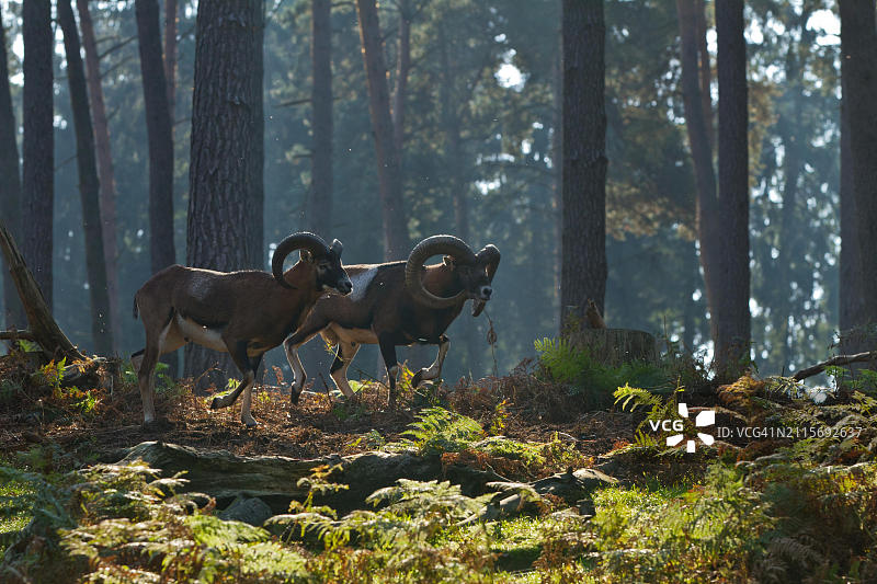 欧洲德国北莱茵-威斯特法伦州哈尔滕市的欧洲盘羊图片素材