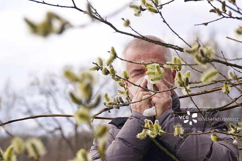 花粉过敏：德国柳树花粉图片素材