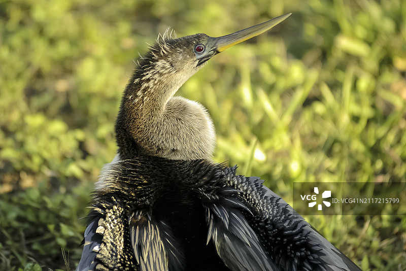 安喜加(安喜加安喜加)图片素材