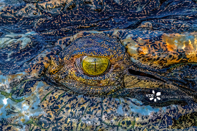 特写：恐龙恐怖的黄色眼睛图片素材