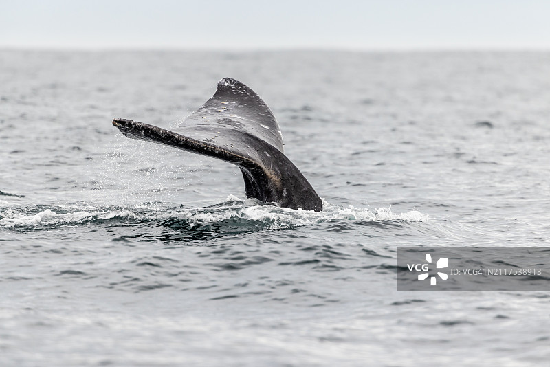 蒙特雷湾灰鲸图片素材