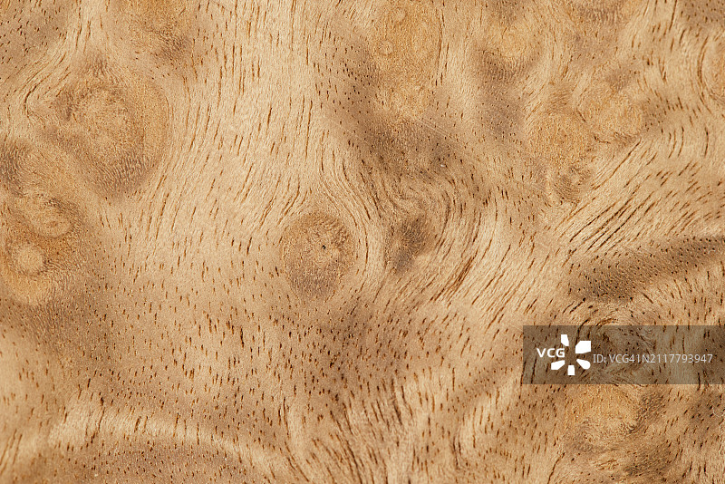 樟树表面纹理背景图片素材