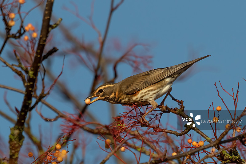 红翼鸫图片素材