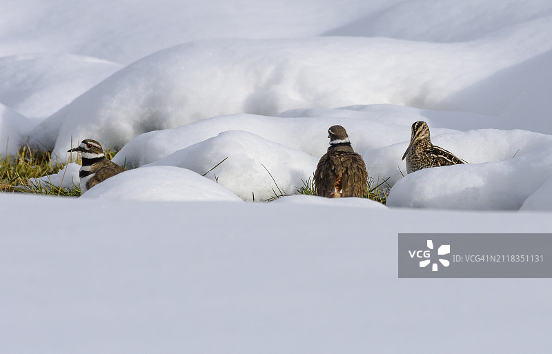 雪中两只鸣鸻和一只威氏鹬图片素材