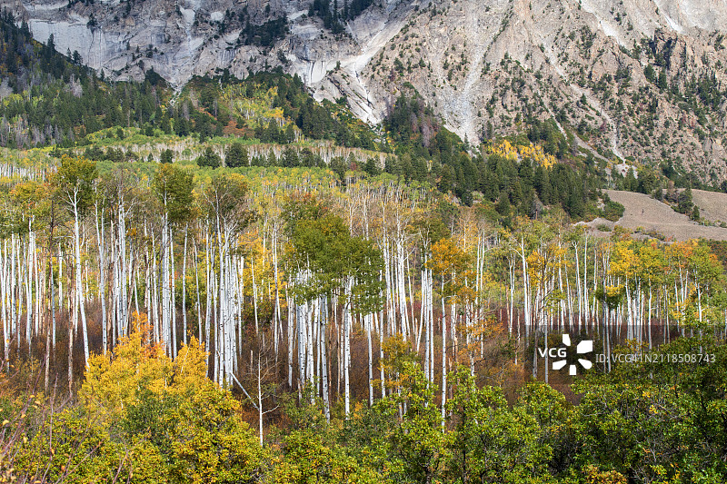 甘尼森国家森林公园秋叶图片素材