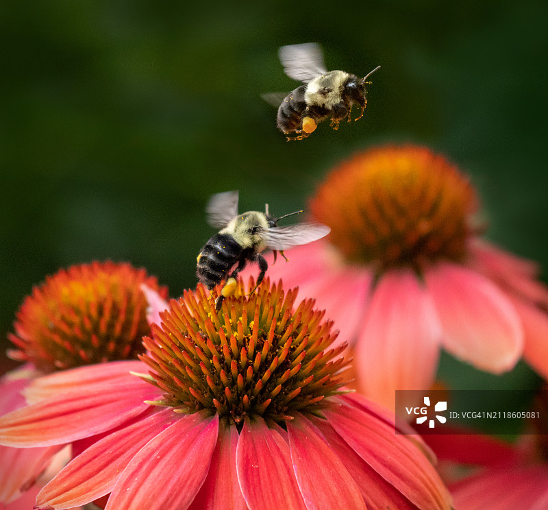熊蜂在松果菊上采蜜图片素材