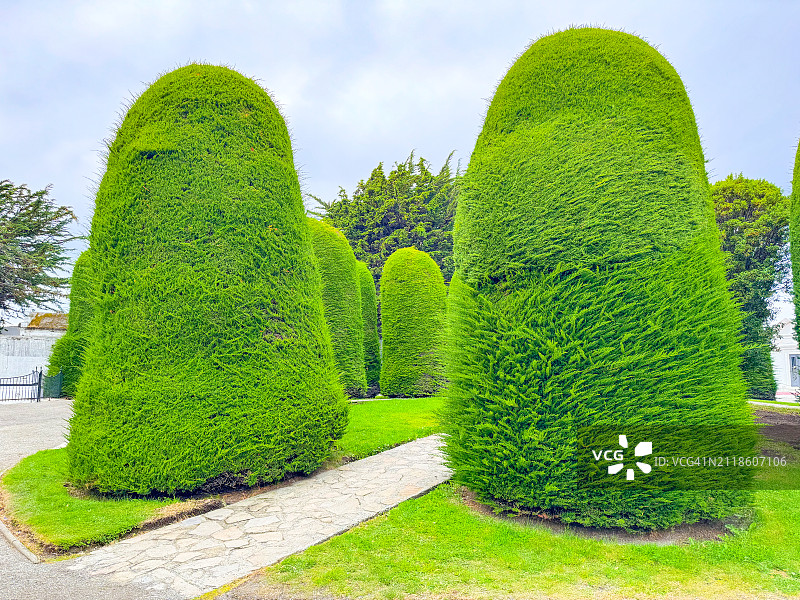 蓬塔阿雷纳斯公共墓地中高大的圆柏树图片素材