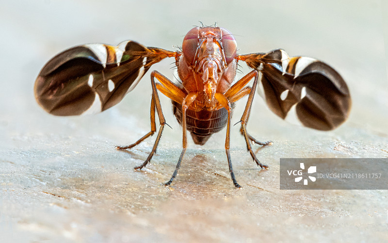 带翅膀的蝇类图片图片素材