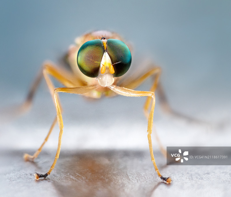 黄色水虻图片素材