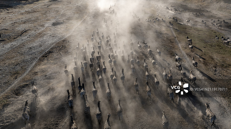 航拍：奔氏斑马（Equus burchelli）在干涸的河流中奔跑饮水，干旱气候变化图片素材
