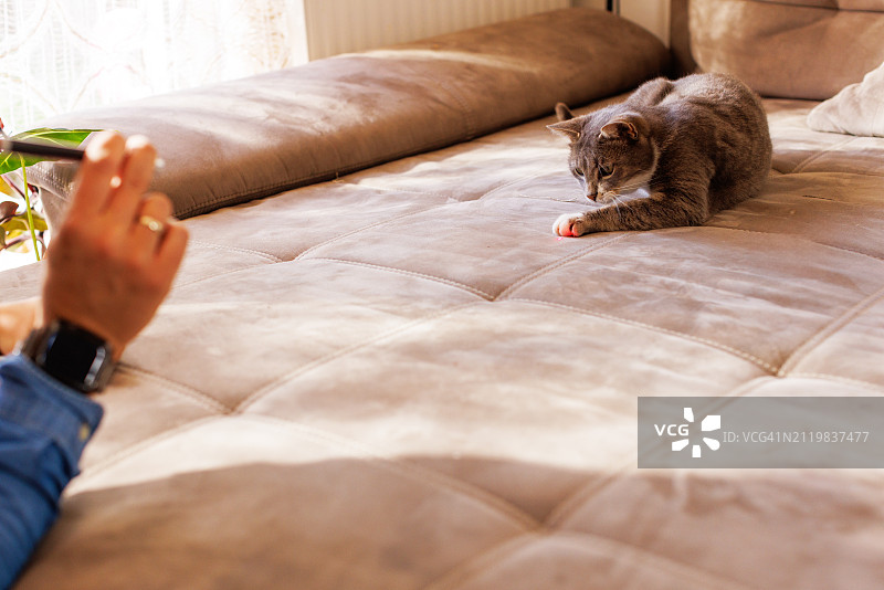 可爱的灰色猫咪在沙发上追逐激光笔图片素材