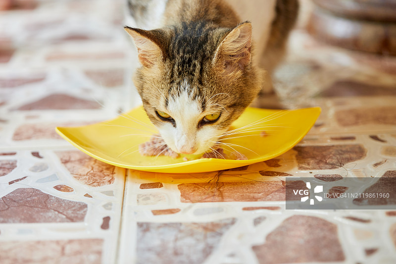 猫咪吃食物的特写图片素材