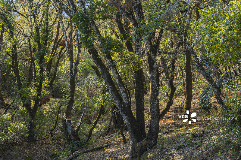 美国森林树木图片素材