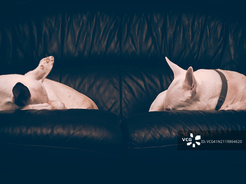 男子在家中沙发上睡觉特写图片素材