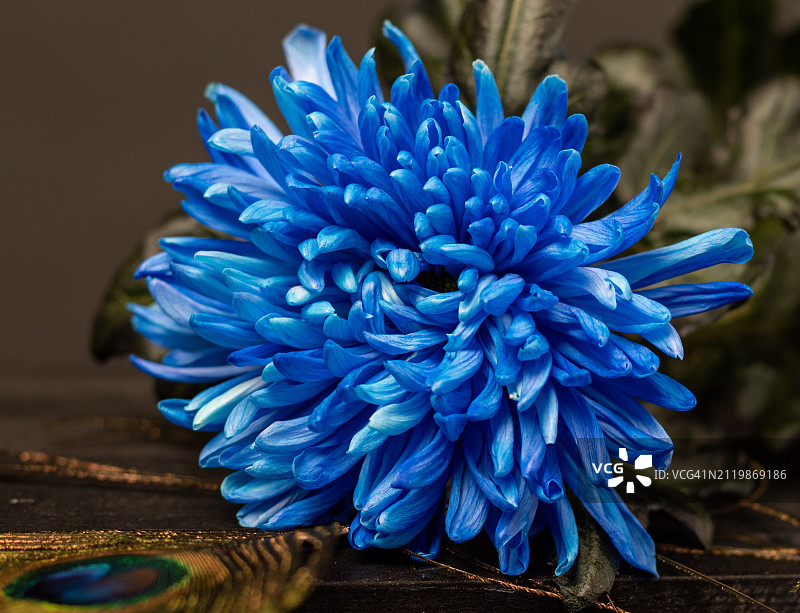 桌子上的蓝色花朵特写图片素材