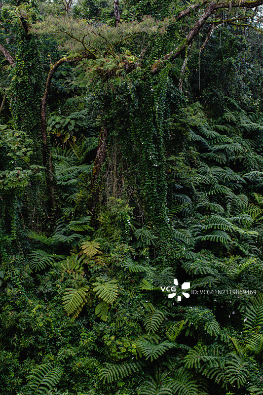 美国夏威夷县森林树木特写镜头图片素材