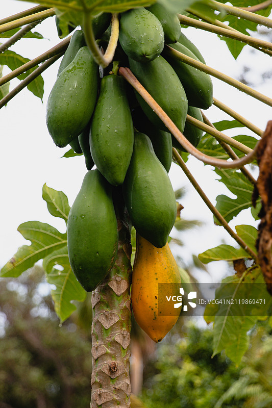 树上水果仰视图，美国夏威夷图片素材