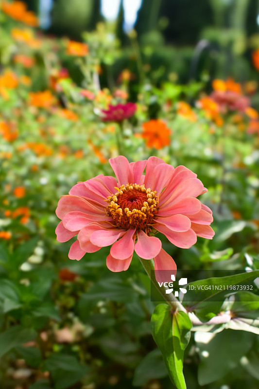 粉色花朵的特写图片素材