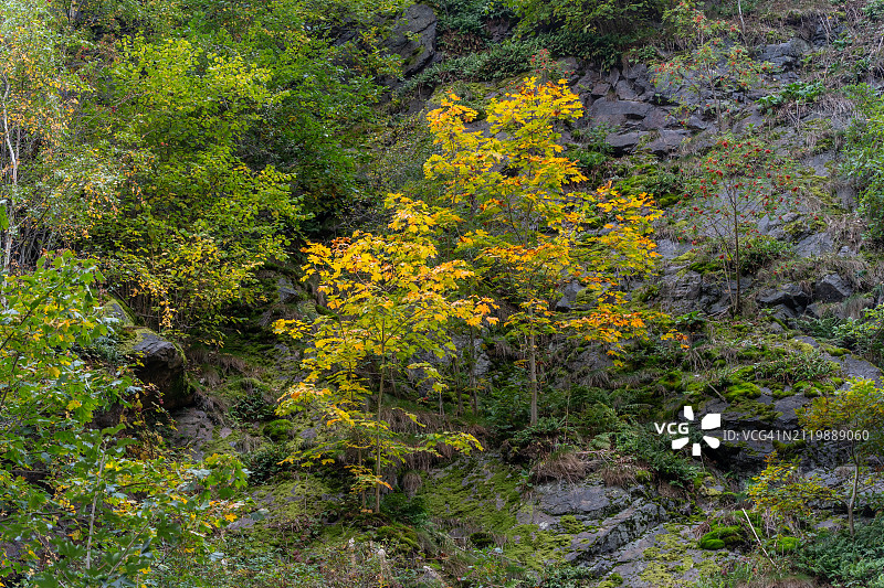 森林中树木的高角度视图图片素材