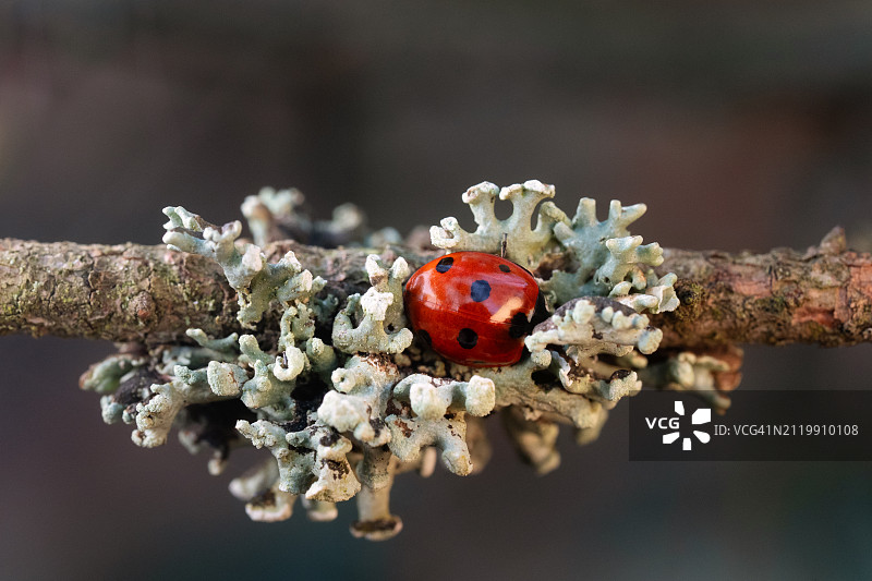 德国树枝上的瓢虫特写图片素材