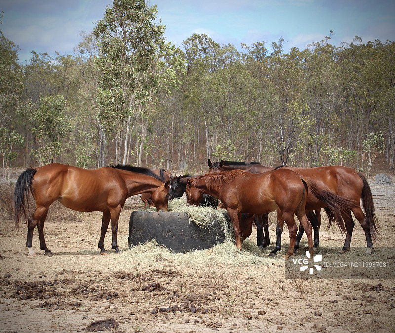 马站在田野上，天空为背景的侧面图，昆士兰州，澳大利亚图片素材