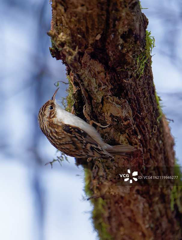 瑞士伯尔尼州湖区，啄木鸟栖息在树干上的特写图片素材