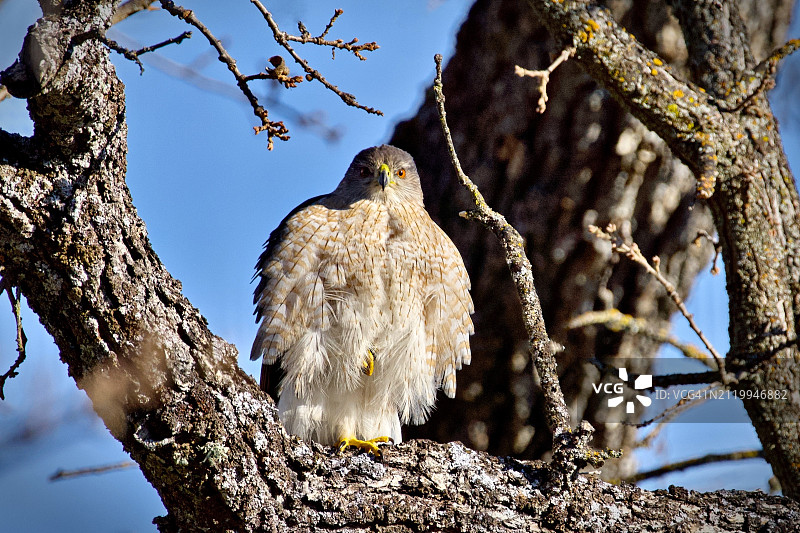 猫头鹰栖息树上，美国加利福尼亚州旧金山图片素材
