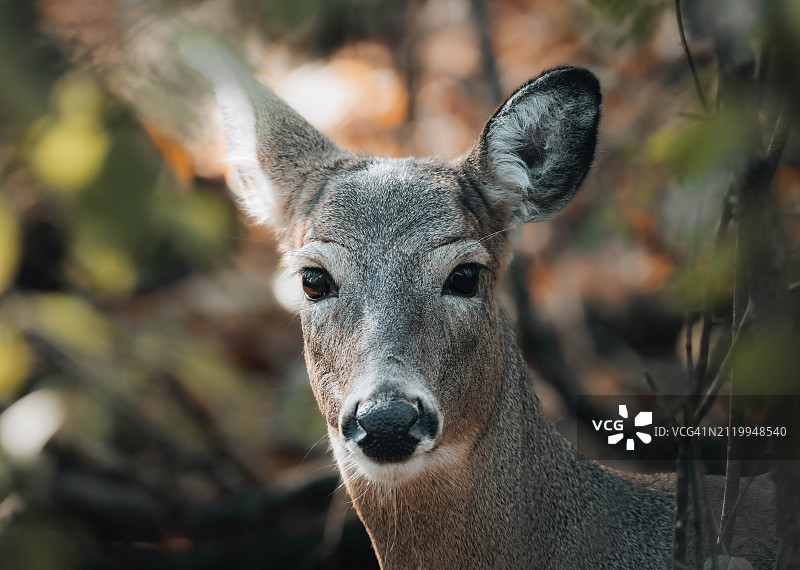 白人特写，美国伊利诺伊州芝加哥图片素材