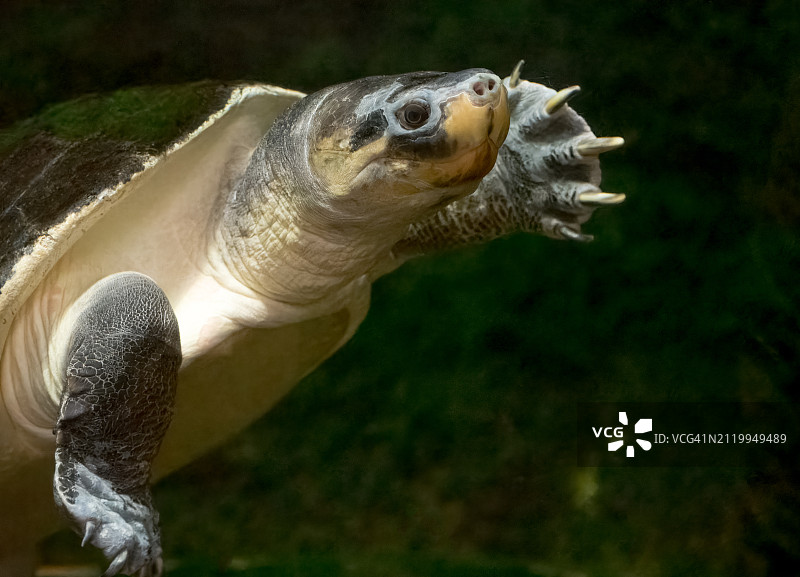 海中游泳的海龟特写，塔尔萨，俄克拉荷马州，美国图片素材
