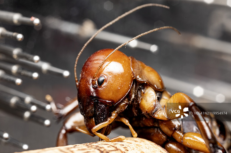 木头上的昆虫特写，墨西哥蒂华纳图片素材