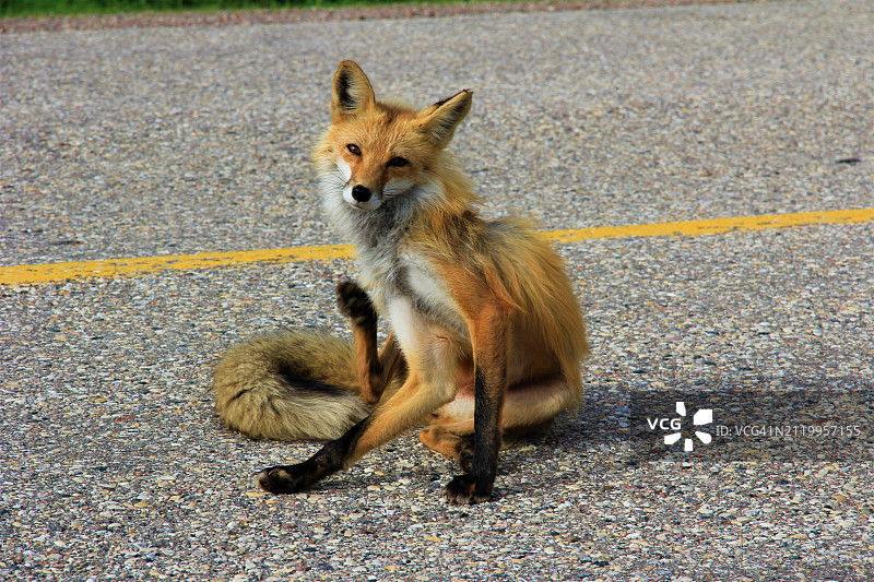 红狐狸坐在路上的高角度视图图片素材