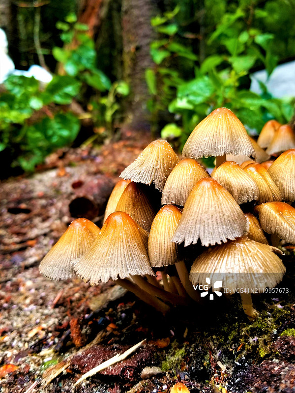 田间生长的蘑菇特写图片素材