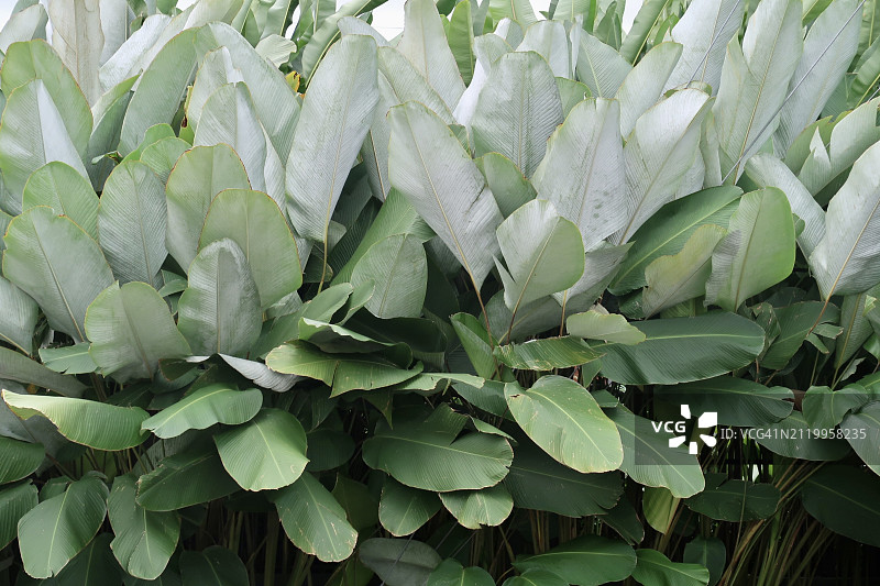 全画幅植物照片图片素材