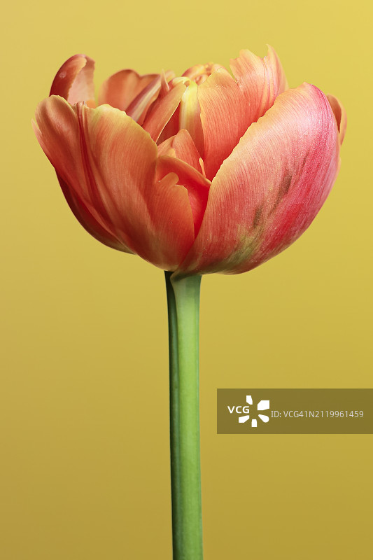 黄色背景下的黄色郁金香特写图片素材