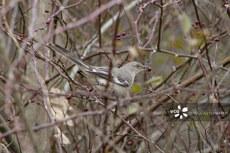 歌雀栖息在树枝上的特写，美国田纳西州查塔努加图片素材
