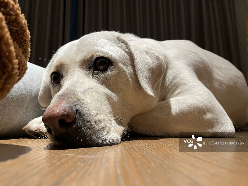 躺在地板上的拉布拉多寻回犬特写图片素材